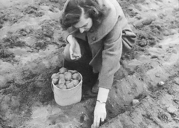 We get best results by growing potatoes specifically cultivated as seed stock.